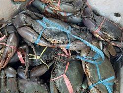Hasil Laut Sumenep Tembus Pasar Global: Kepiting Bakau dan Daging Rajungan Jadi Komoditas Unggulan Ekspor