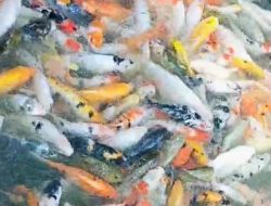 Telaga Ikan Koi Galis Sumenep Ramai Dikunjungi, Wisata Gratis Ramah Kantong