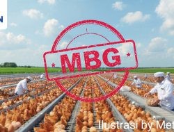 BGN Gerak Cepat Bantu Peternak Magetan, Menu MBG Perbanyak Porsi Telur