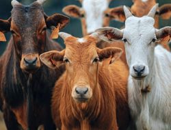 Rencanakan Qurban Lebih Mudah dengan Tabungan Qurban BPRS BS Sumenep