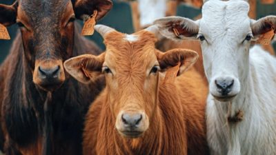 Rencanakan Qurban Lebih Mudah dengan Tabungan Qurban BPRS BS Sumenep