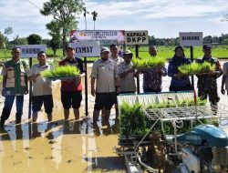 Kejar Swasembada Pangan, DKPP Sumenep Dorong Tanam Padi 2 Kali Setahun