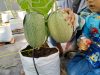 Wisata Petik Melon Kalianget Timur Dibuka 31 Mei, Edukasi Pertanian Jadi Daya Tarik