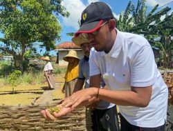 Pemkab Sumenep Komitmen Dampingi Petani Tembakau di Musim Panen 2026