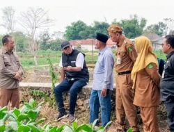 Bupati Sumenep Tinjau Langsung Mutu Tembakau Guluk-Guluk, Komitmen Jaga Kualitas Demi Kesejahteraan Petani