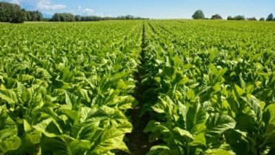 Pemkab Sumenep Tetapkan BPP Tembakau 2026, Dorong Harga Beli di Atas Biaya Produksi